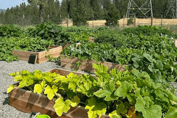 North Spokane YMCA Garden Fetured on KXLY News